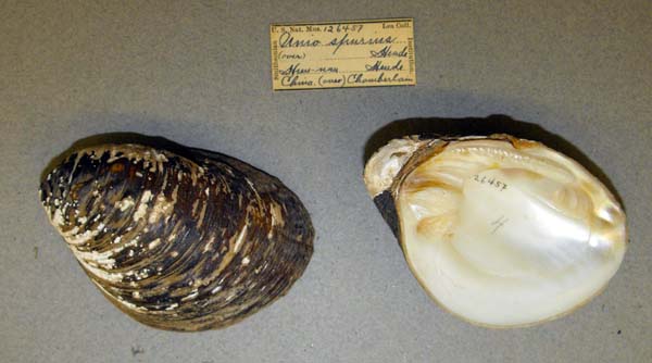 specimen