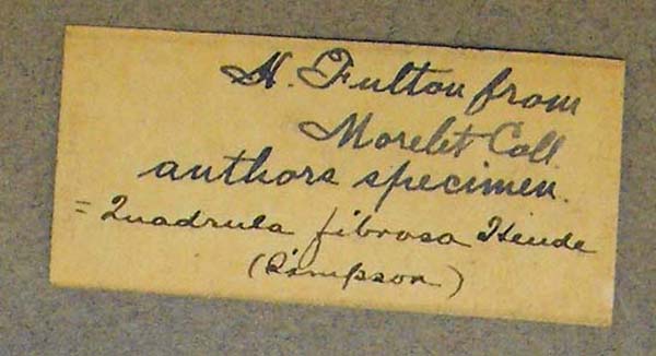 specimen