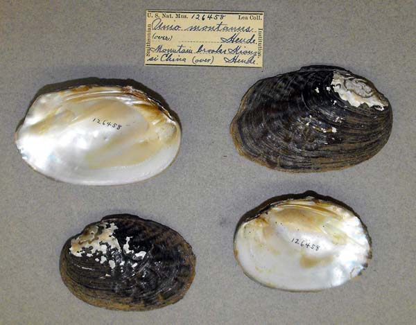 specimen
