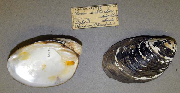 specimen