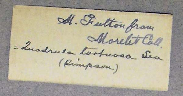 specimen