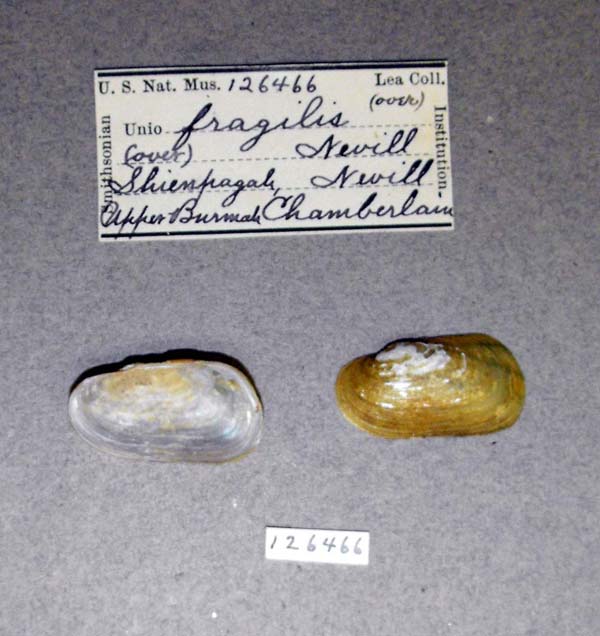 specimen