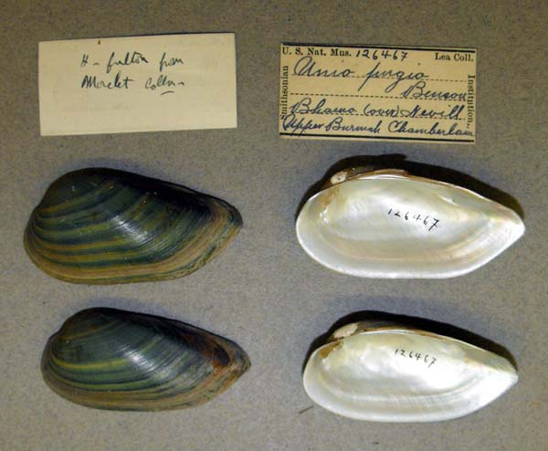 specimen