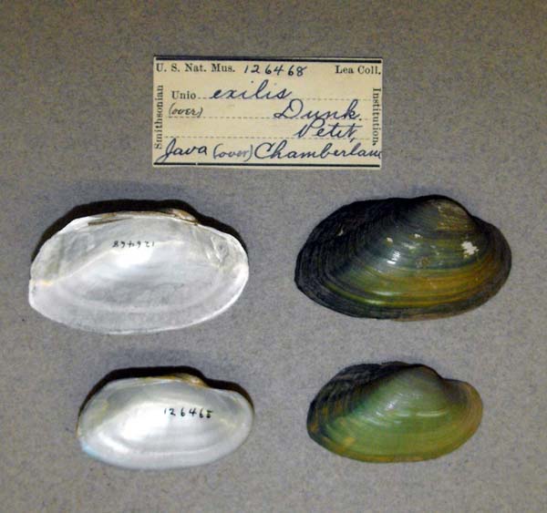 specimen