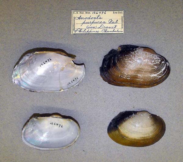 specimen