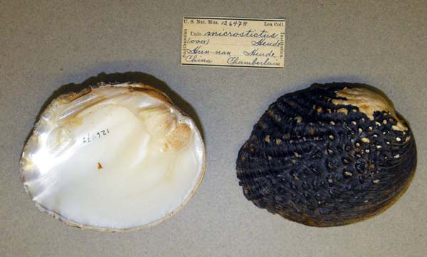 specimen