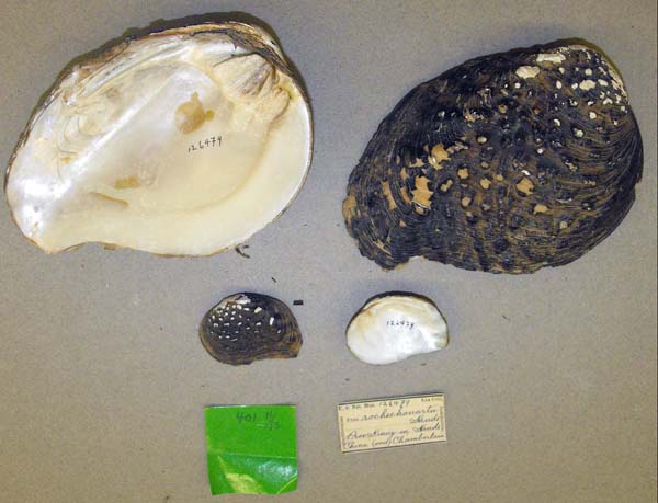 specimen