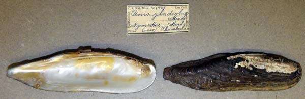 specimen
