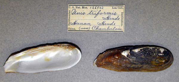specimen