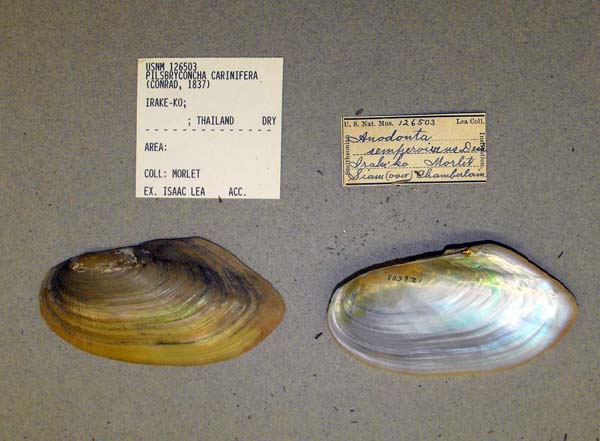 specimen