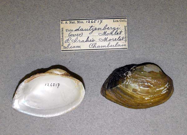 specimen