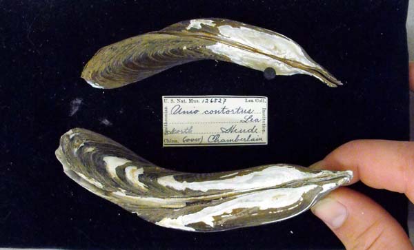 specimen