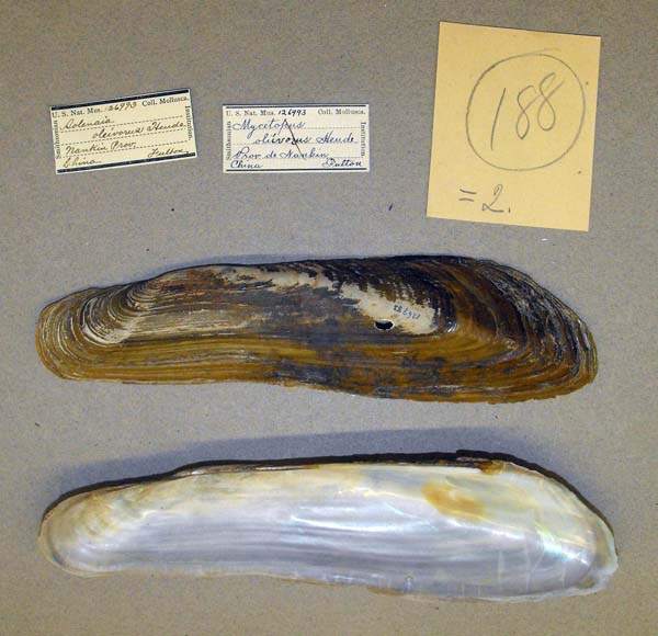specimen