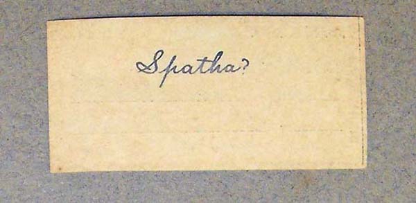 specimen