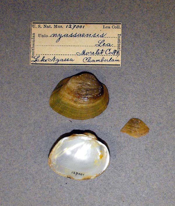 specimen
