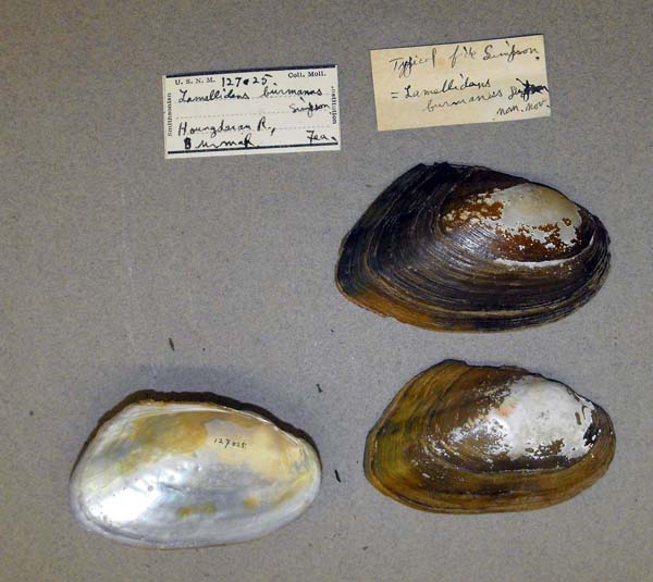 specimen