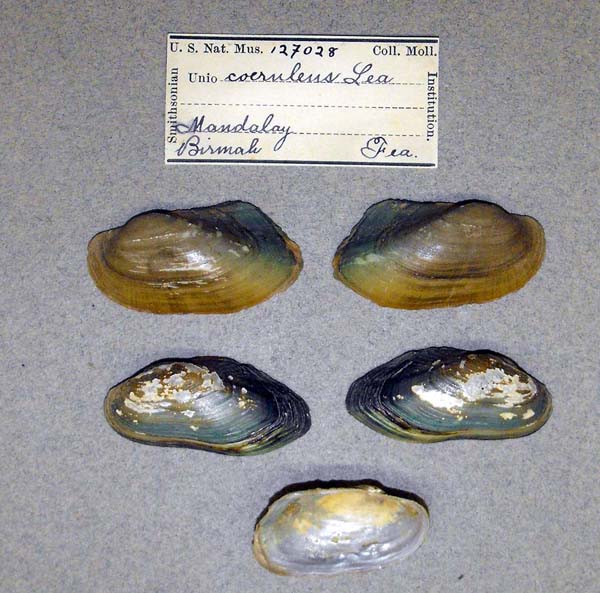 specimen