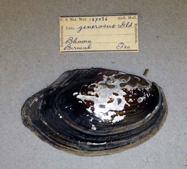 specimen