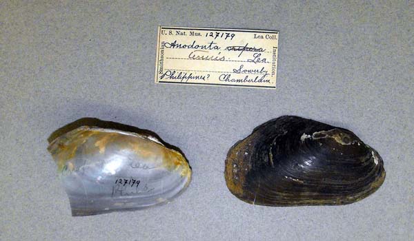 specimen
