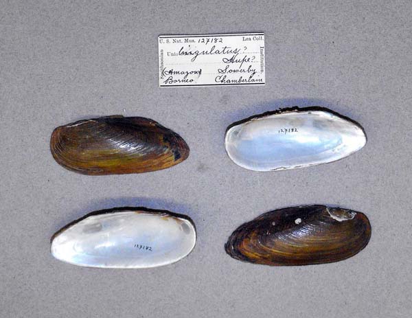specimen