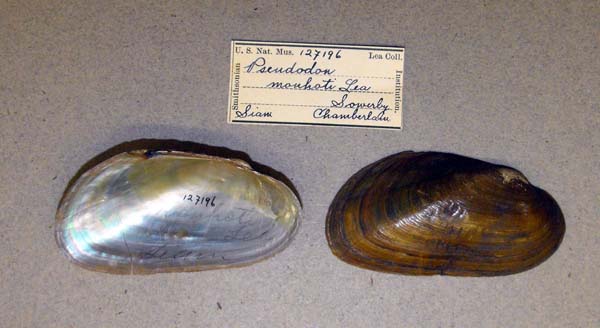 specimen