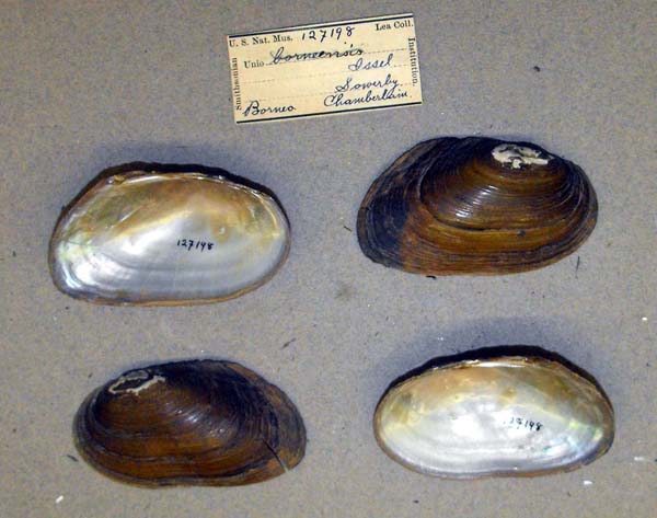 specimen