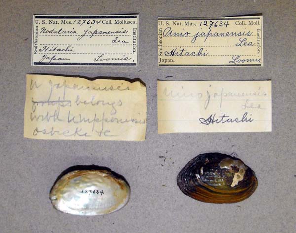 specimen