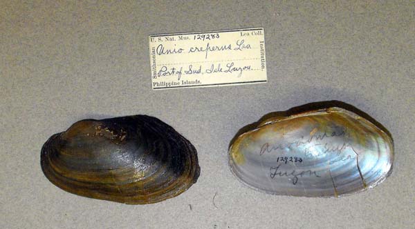 specimen