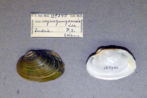 specimen