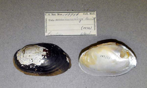specimen