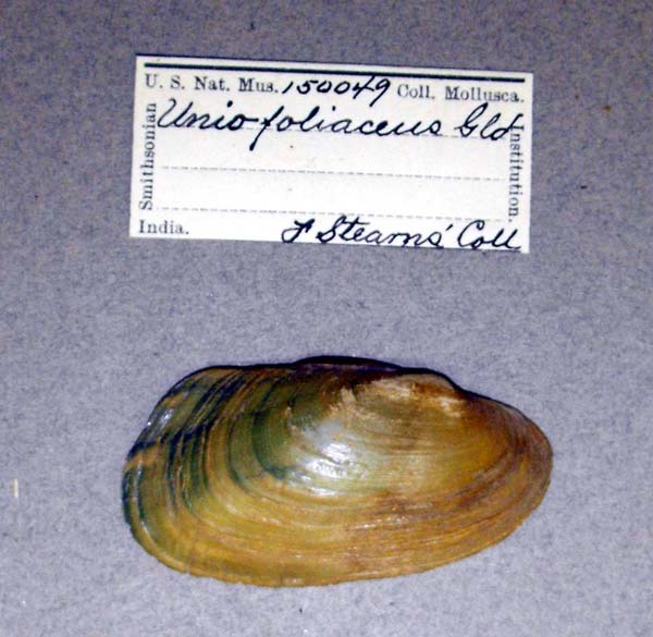 specimen