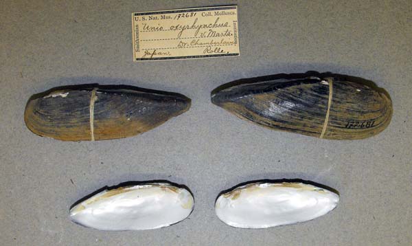 specimen