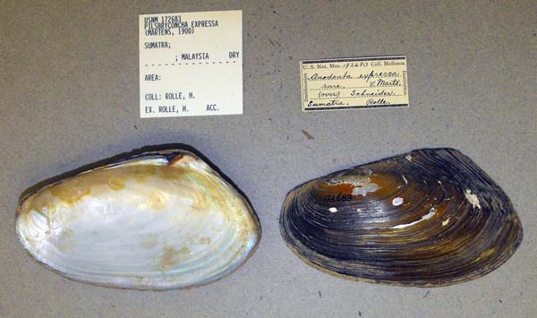specimen
