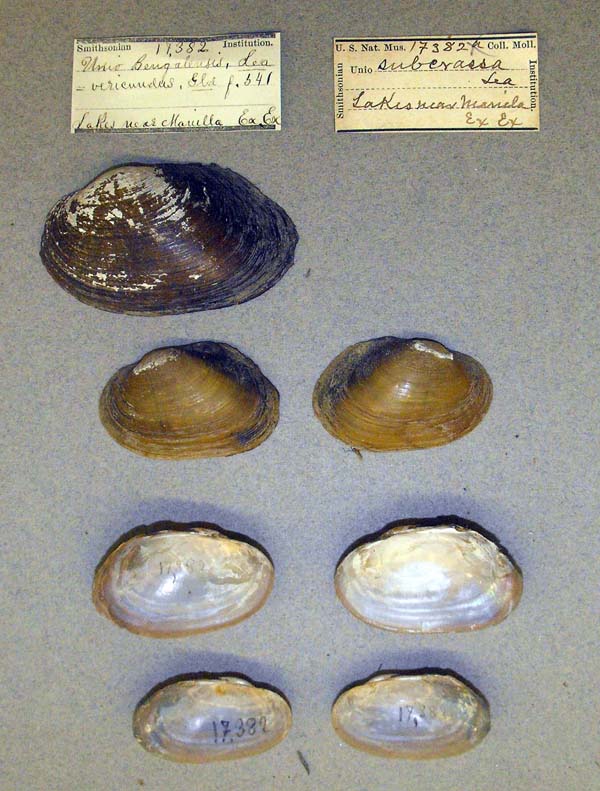 specimen