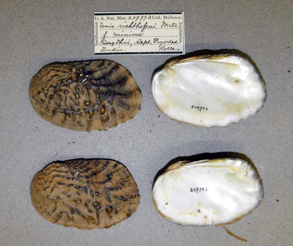 specimen