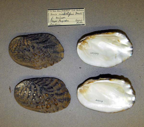 specimen