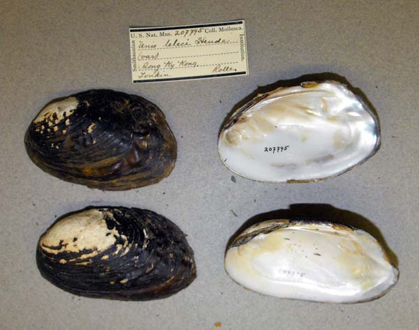 specimen