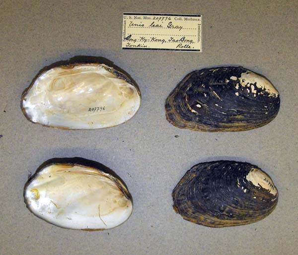 specimen