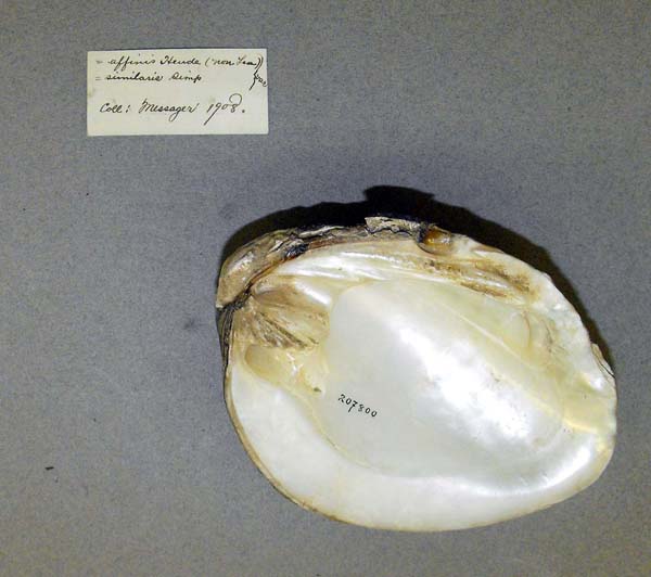 specimen