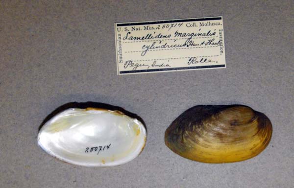 specimen
