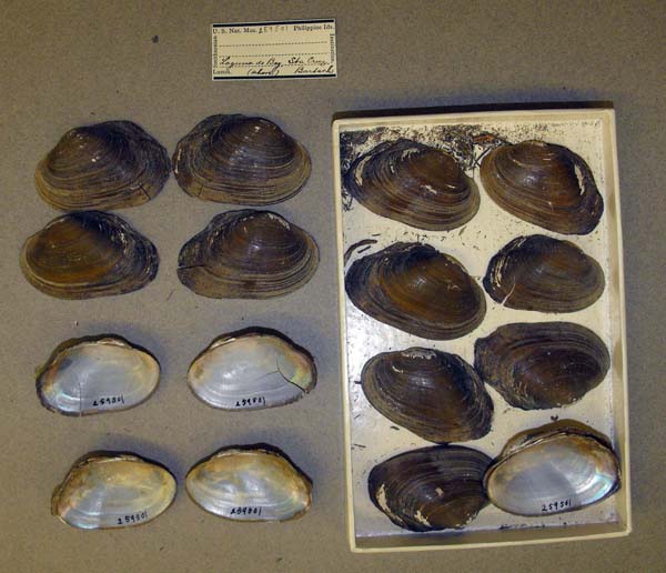 specimen