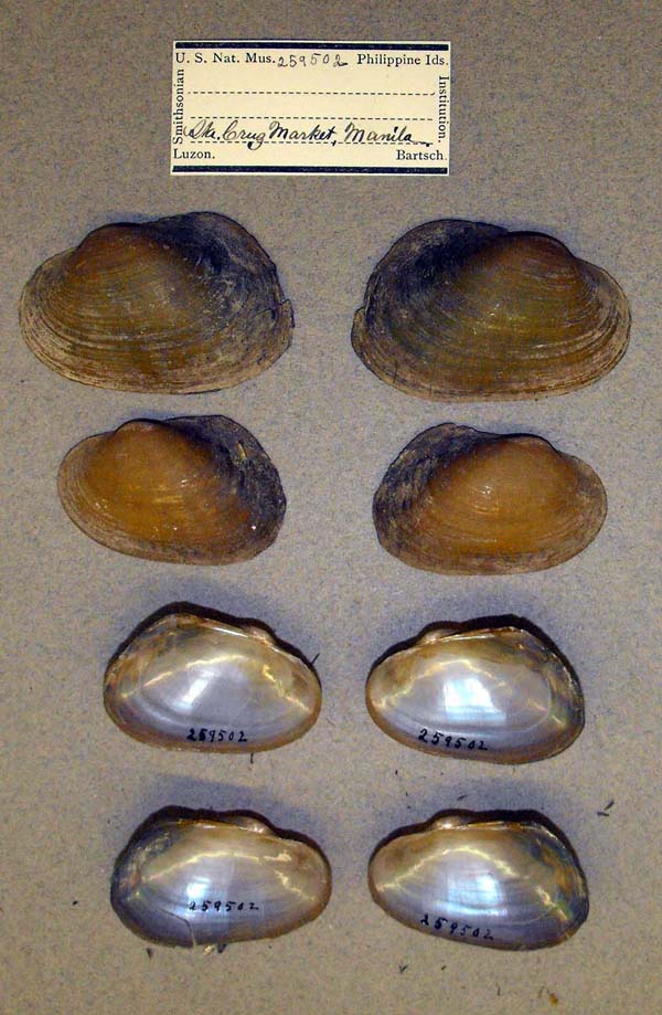 specimen