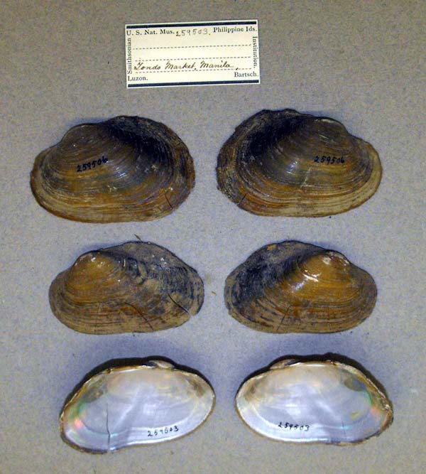 specimen
