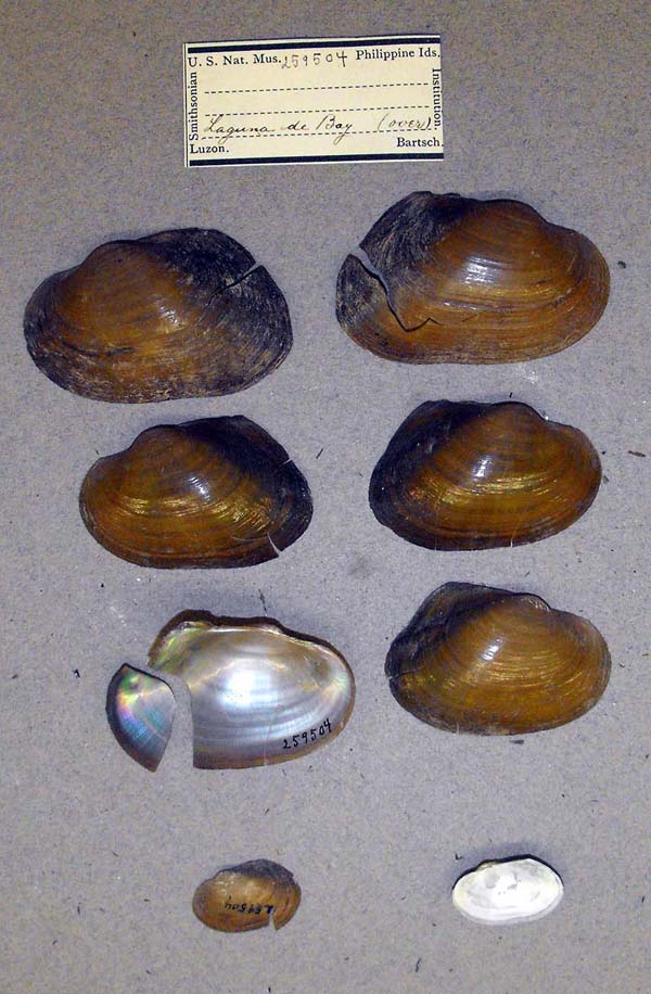 specimen