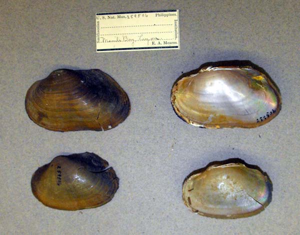 specimen