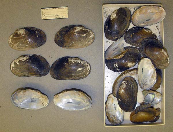 specimen