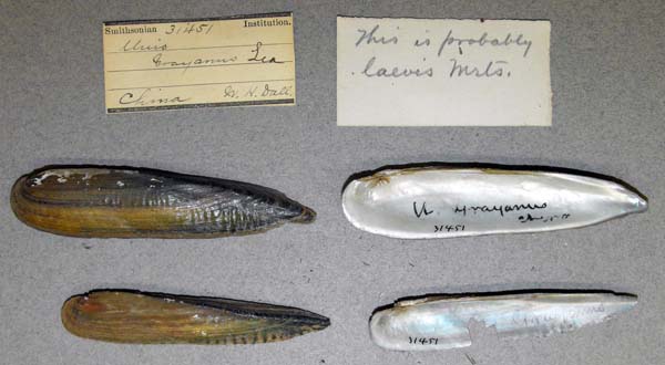 specimen