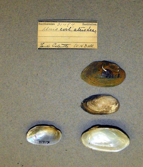 specimen