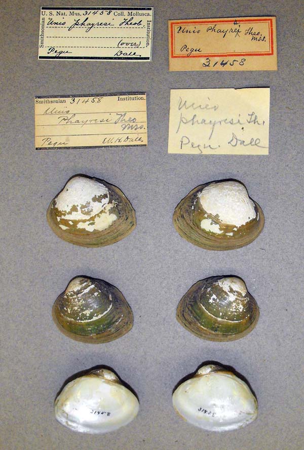specimen