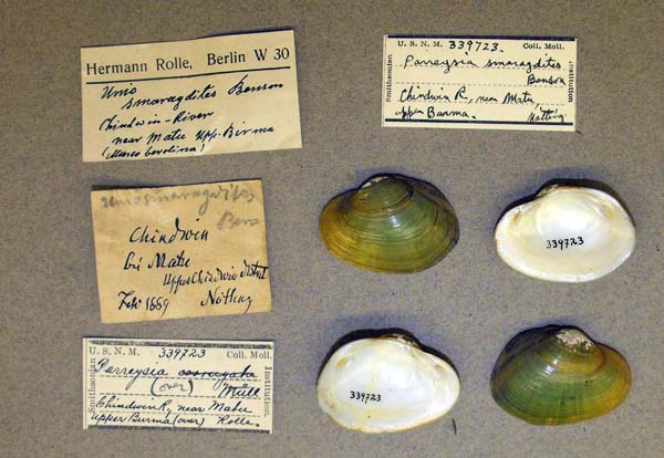specimen